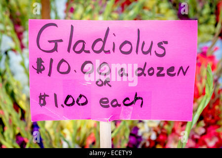 Segno per aiutare a vendere Gladiolus fiori Foto Stock