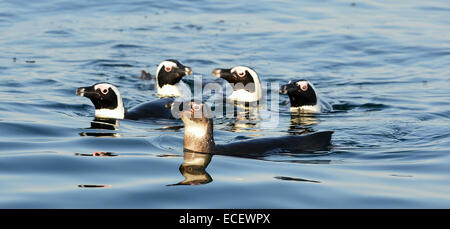 Nuoto pinguino africano (Spheniscus demersus) all'oceano. Sud Africa Foto Stock