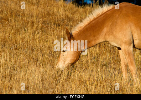 Marrone chiaro (cammello color) addomesticati alimentazione a cavallo sulle erbe essiccate in un campo nei pressi di Cambria, California, Stati Uniti d'America in luglio Foto Stock