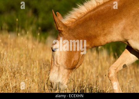 Marrone chiaro addomesticati alimentazione a cavallo sulle erbe essiccate in un campo nei pressi di Cambria, California, Stati Uniti d'America in luglio Foto Stock