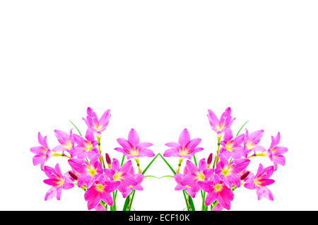 Fiori di colore rosa Giglio Zephyranthes, pioggia Lily, Fata Lily, poco streghe, isolato su sfondo bianco Foto Stock