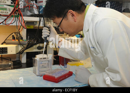 Scienziato prepara un Western blot, una tecnica usata per rivelare una specifica proteina nel sangue di un tessuto o campione. Foto Stock