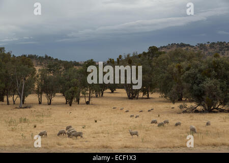 Una fotografia di alcune pecore su un molto secco colpite dalla siccità azienda australiana. Foto Stock