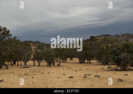 Una fotografia di alcune pecore su un molto secco colpite dalla siccità azienda australiana. Foto Stock