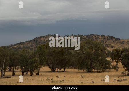 Una fotografia di alcune pecore su un molto secco colpite dalla siccità azienda australiana. Ci sono alcuni inquietanti cercando grigio pioggia nuvole. Foto Stock