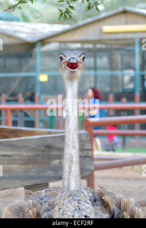 Struzzo a Emirates Park Zoo di Abu Dhabi, Emirati arabi uniti Foto Stock