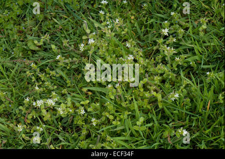 Mouse comune-ear, cerastium fontanum, fioritura in prati pascolo, aprile Foto Stock