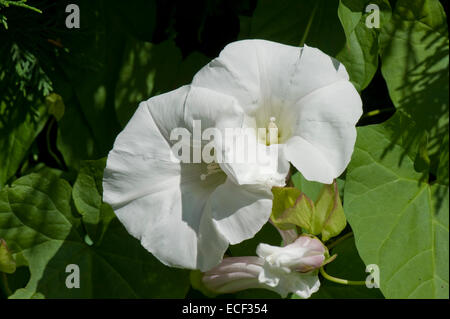 Fiori bianchi di siepe o maggiore centinodia, Calystegia sepium, fioritura in una siepe, Berkshire, Luglio Foto Stock