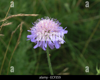 Un campo scabious, Knautia arvense, fiore blu su chalk downland, Berkshire, Luglio Foto Stock