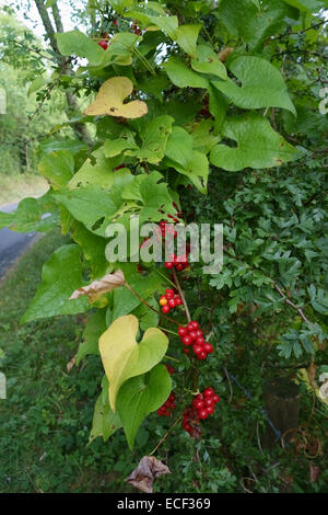 Frutti maturi rossi di bryony nero, Dioscorea communis, un poinous pianta medicinale di siepi, Berkshire, Settembre Foto Stock