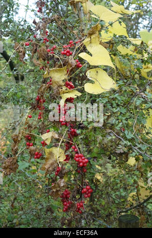 Frutti maturi rossi di bryony nero, Dioscorea communis, un poinous pianta medicinale di siepi, Berkshire, Settembre Foto Stock