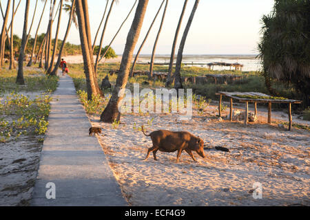 Maiale e maialino sulla spiaggia in Nembrala, Rote Isola, Indonesia Foto Stock