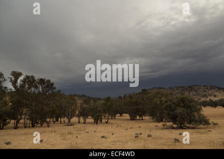 Una fotografia di alcune pecore su un molto secco colpite dalla siccità azienda australiana. Ci sono alcuni grigio minaccioso pioggia nuvole. Foto Stock