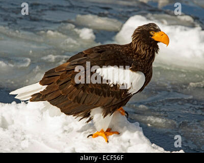 Steller's sea eagle appollaiato su ghiaccio floe Foto Stock