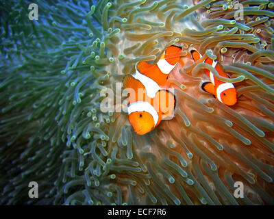 Clownfish (anemonefish) Foto Stock