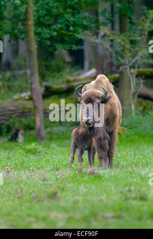 Wisent, Bison bonasus, il bisonte europeo Foto Stock