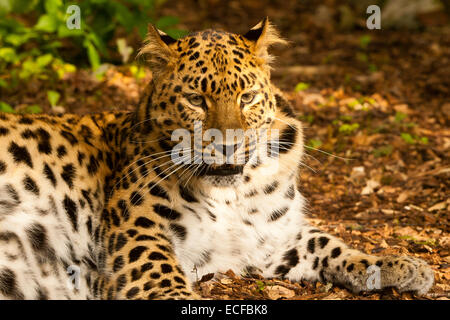 Estremamente raro leopardo di Amur (Panthera Pardus orientalis) seduto Foto Stock