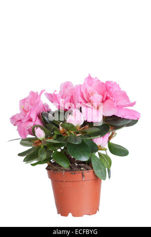 Fioritura azalea colore rosa in un vaso di fiori Foto Stock
