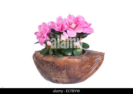 Fioritura azalea colore rosa in una metà di cocco Foto Stock