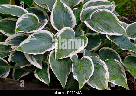 Primo piano di foglie di Hosta 'primo gelo' Foto Stock