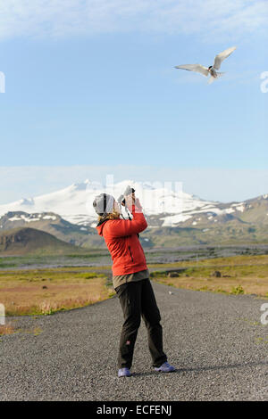 Arctic Tern (sterna paradisaea)attaccando fotografo. Snaefellsnes Peninsula, Islanda. Luglio 2012. Foto Stock