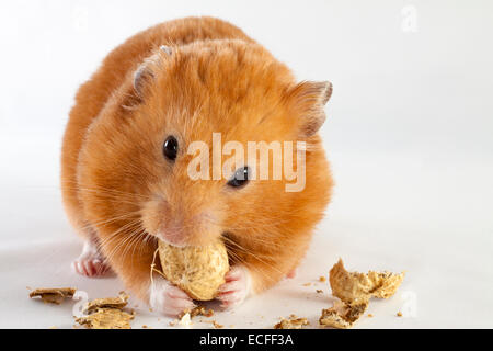 Criceto siriano mangiare noccioline su sfondo bianco Foto Stock