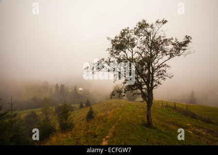 Albero solitario sulla collina sopra la valle di nebbia in Ucraina Foto Stock