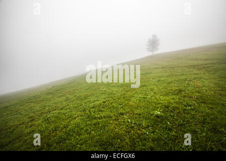 Albero solitario sulla collina sopra la valle di nebbia in Ucraina Foto Stock