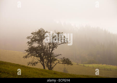 Albero solitario sulla collina sopra la valle di nebbia in Ucraina Foto Stock