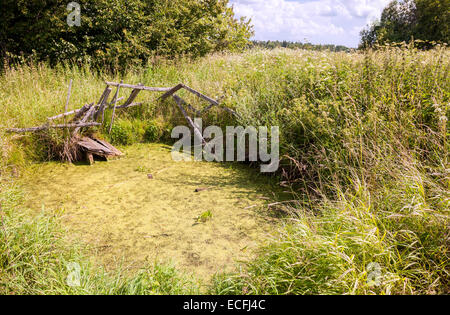 Vecchio abbandonato incolto laghetto in estate giornata di sole Foto Stock