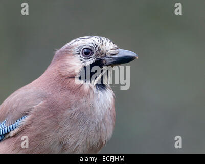 Jay Garrulus glandarius, singolo uccello colpo alla testa, Warwickshire, Dicembre 2014 Foto Stock