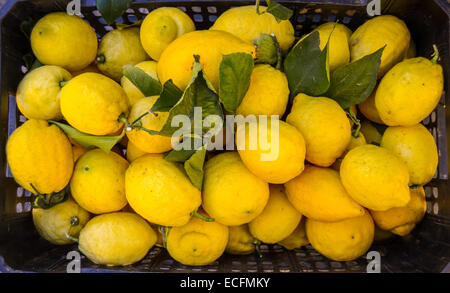 Cesto di limoni Foto Stock