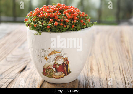 Un Nertera pianta in un vaso che raffigura la scena della natività. Foto Stock