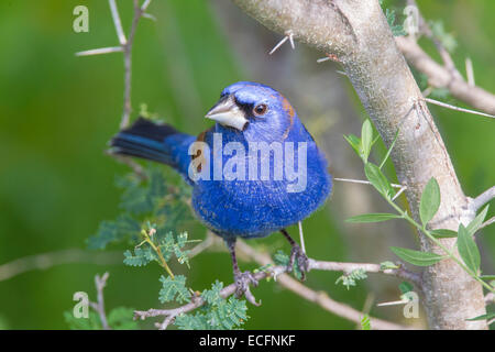 Blu maschio grosbeak in primavera sul territorio di allevamento Foto Stock