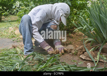 Un giovane femmina giardiniere ben coperta in abbigliamento protettivo squat verso il basso per eliminare una patch di spessore delle piantine di ortaggi in estate Foto Stock