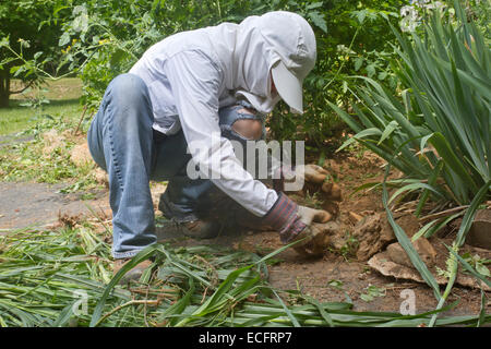 Un giovane femmina giardiniere ben coperta in abbigliamento protettivo squat verso il basso per eliminare una patch di spessore delle piantine di ortaggi in estate Foto Stock