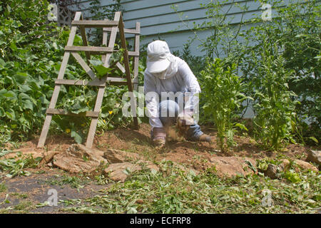 Un giovane femmina giardiniere ben coperta in abbigliamento protettivo si inginocchia verso il basso per eliminare una patch di spessore delle piantine di ortaggi in estate Foto Stock