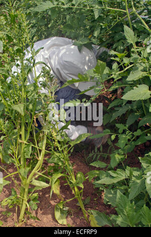 Un giovane femmina giardiniere ben coperta in abbigliamento protettivo squat verso il basso per eliminare una patch di spessore delle piantine di ortaggi in estate Foto Stock