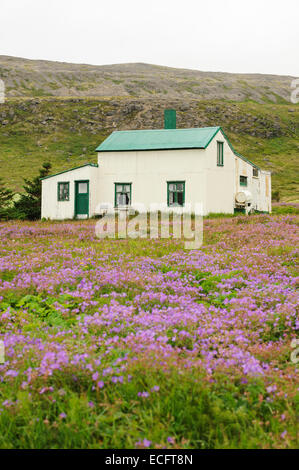 Hesteyri, Hornstrandir, Westfjords, Islanda, luglio 2012 Foto Stock