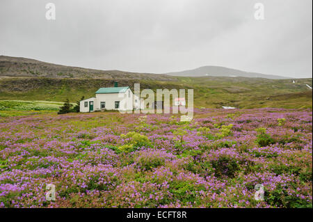 Hesteyri, Hornstrandir, Westfjords, Islanda, luglio 2012 Foto Stock