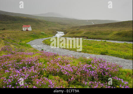 Hesteyri, Hornstrandir, Westfjords, Islanda, luglio 2012 Foto Stock