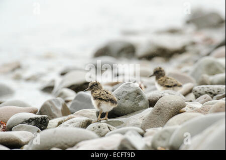 Oystercatcher pulcini (Haematopus ostralegus), Hornstrandir, Westfjords, Islanda, Luglio 2012 Foto Stock