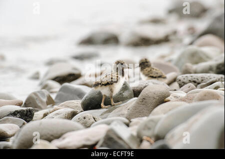 Oystercatcher pulcini (Haematopus ostralegus), Hornstrandir, Westfjords, Islanda, Luglio 2012 Foto Stock