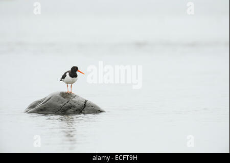 (Oystercatcher Haematopus ostralegus), Hornstrandir, Westfjords, Islanda, Luglio 2012 Foto Stock