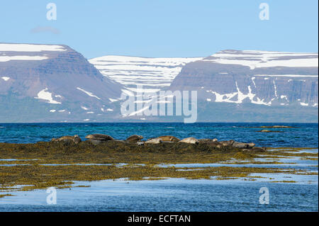 Comune di porto o la guarnizione di tenuta ((Phoca vitulina), Westfjords, Islanda. Luglio 2012 Foto Stock