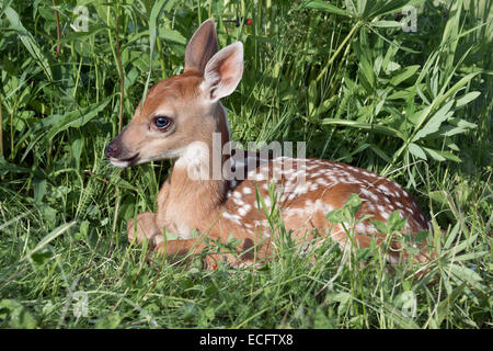 Fawn in appoggio in erba, vicinanze di arenaria, Minnesota, Stati Uniti d'America Foto Stock