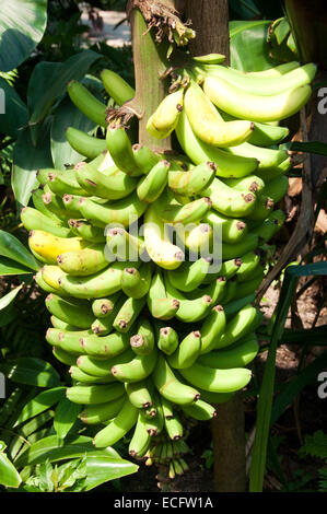 Piante di Banana al Progetto Eden in Cornwall, Regno Unito Foto Stock