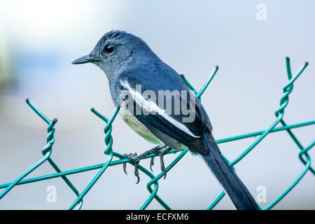 Oriental gazza-robin appollaiato su un recinto di filo Foto Stock