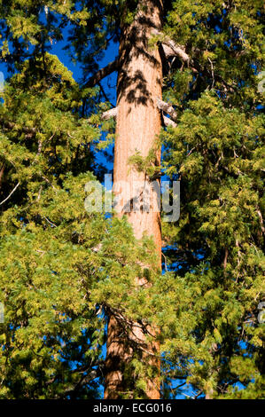 (Sequoia sempervirens) lungo il sentiero di 100 giganti a Long Meadow Grove, Sequoia National Monument, California Foto Stock