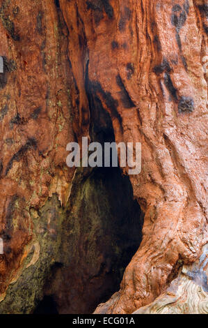 (Sequoia sempervirens) lungo il sentiero di 100 giganti a Long Meadow Grove, Sequoia National Monument, California Foto Stock